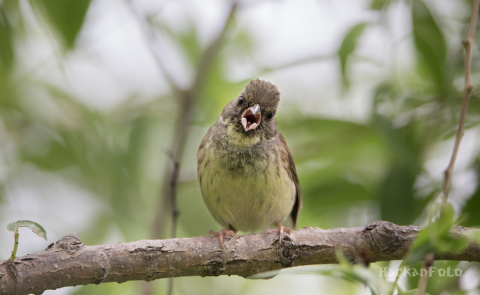 Greyhead Bunting - My, Birds, Oatmeal, Longpost