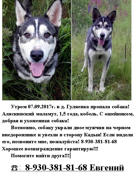 HELP ME PLEASE!!! Kostroma region! - My, The dog is missing, Kostroma, Kostroma region, Help me find, Help, Alaskan Malamute, Theft, Longpost