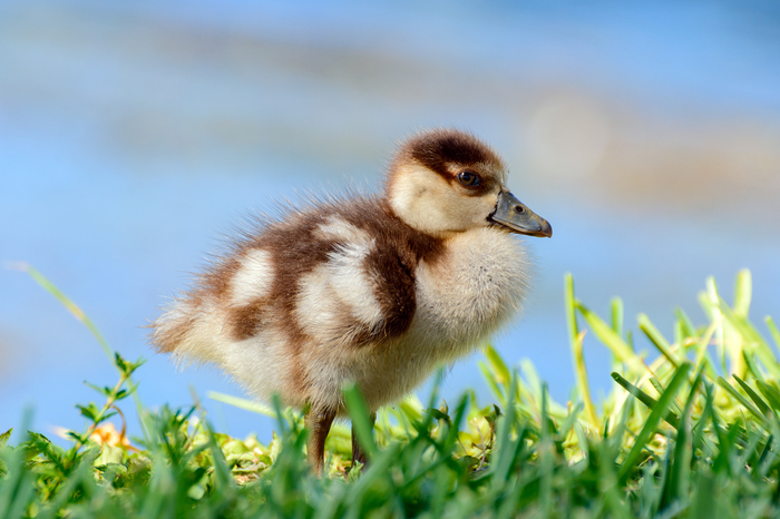 Muscovy duck duck - My, , , Nikon d7100