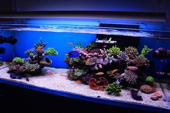 Help fulfill the dream of the great PIKABOO - Aquarium, My, Aquarium fish, Dream