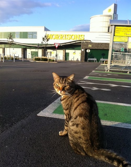 Buyers raised money for a bronze statue in memory of everyone's favorite shop cat Brutus - cat, Score, The statue, Monument, Longpost, Brutus!, England, Sculpture