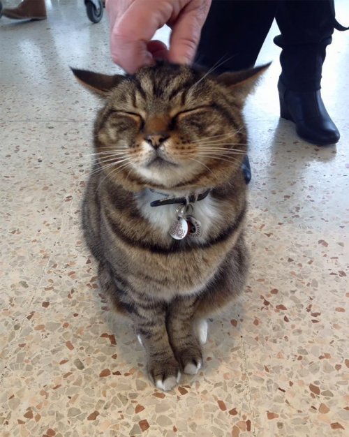 Buyers raised money for a bronze statue in memory of everyone's favorite shop cat Brutus - cat, Score, The statue, Monument, Longpost, Brutus!, England, Sculpture