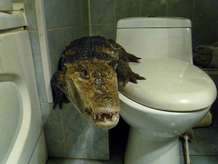 Do you still want to go to the toilet or already...? - My, Crocodile, Humor, Pet, Reptiles, Toilet, Toilet, Goodnight, Night, Crocodiles, Pets