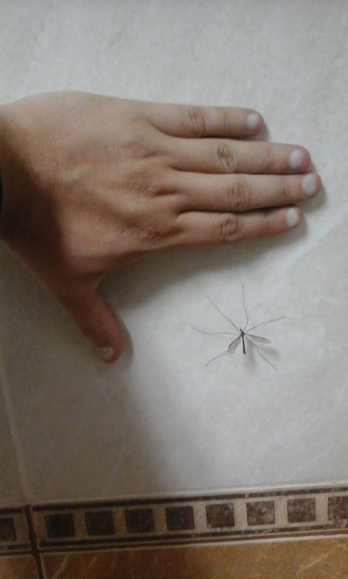 Small Ural mosquito - My, Mosquitoes, The size