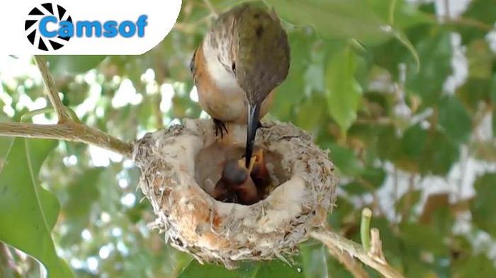 Hummingbird with your own eyes - Hummingbird, , , Trough
