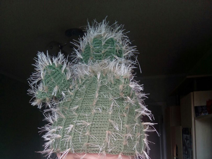 Head cactus: yes or no? - My, Cap, Cactus, How are you, 2017, Head, Fluffy, Something like this, Longpost, Tag