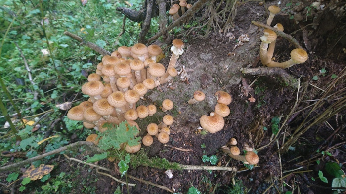 Honey mushrooms are attacking! - My, , Honey mushrooms, Mushroom pickers, Silent hunt, Autumn, Longpost