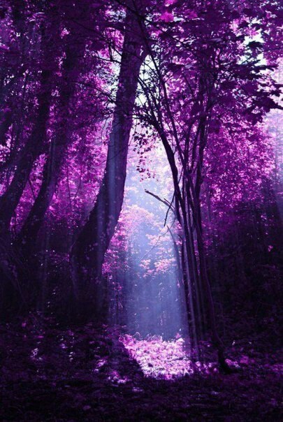 Beautiful and mysterious - My, Forest, beauty