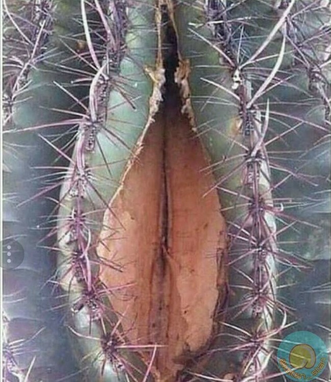 A couple of days after shaving - Cactus, Shaving