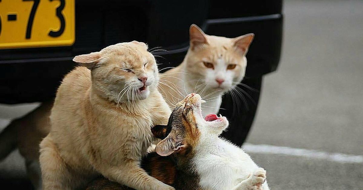 Кошки дерутся между собой. Коты дерутся. Коты драка. Два кота дерутся. Котята дерутся.