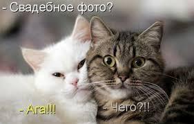 ДОБРО-ПОСТ - Котомафия, Милота, Кошкин дом, Кот, Релакс, Длиннопост