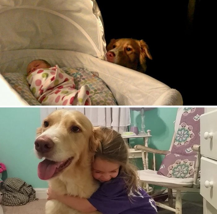 Friendship from birth - Dog, Reddit, Friends