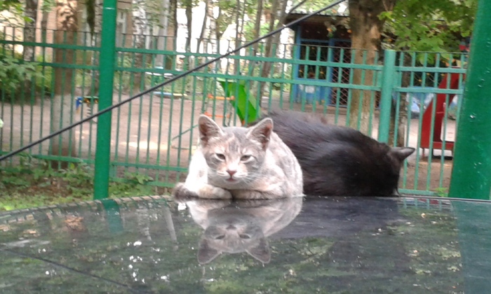 2 кота на машине