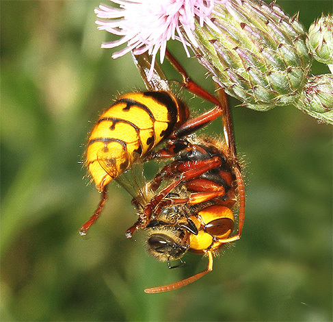 Hornets. - Insects, Longpost, Hornet, Informative, Video