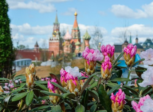 Plants stolen from Zaryadye park put up at Avito - Moscow, Vandalism, Huckster