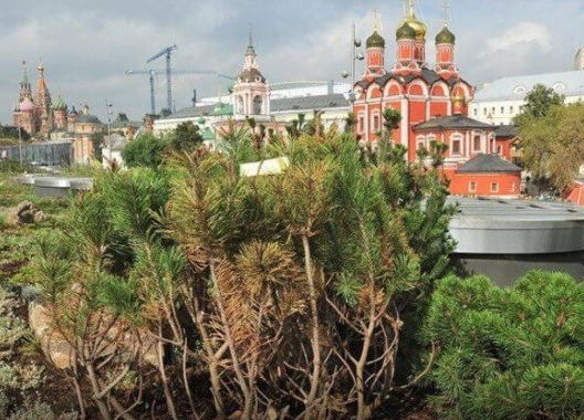 Plants stolen from Zaryadye park put up at Avito - Moscow, Vandalism, Huckster