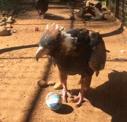 The vulture uses rocks to crack an egg - Shell, Eggs, A rock, Buzzard, GIF