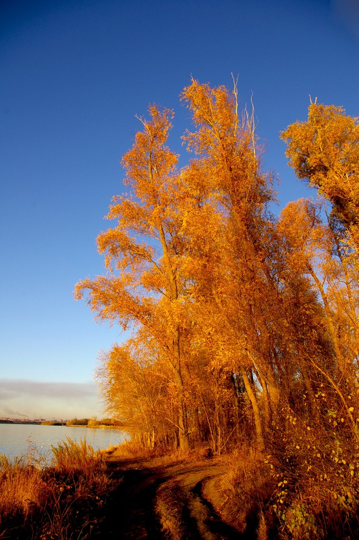 Autumn in the floodplain of the Irtysh River. Pavlodar. - My, Autumn, Irtysh, Pavlodar