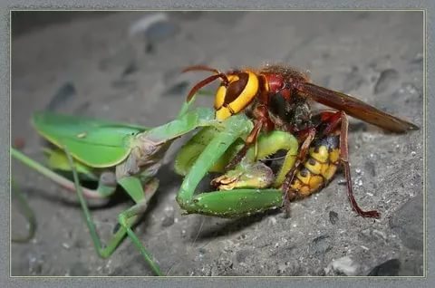 Hornets. - Insects, Longpost, Hornet, Informative, Video