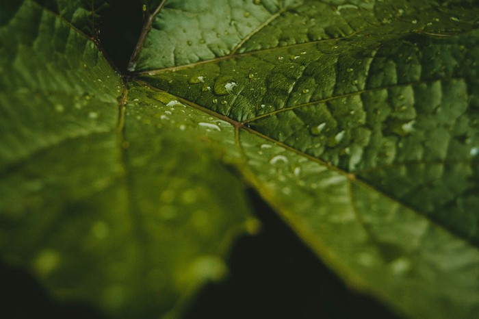 Grape leaves after the rain. - My, Photographer, The photo, Pig, Leaves, Drops