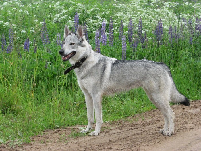 Kirov region. Lost dog - My, The dog is missing, Search, Help, Helping animals, Kirov region, The strength of the Peekaboo, Dog