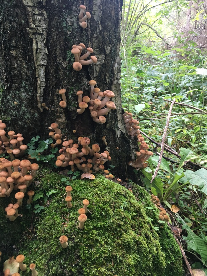 Honey mushrooms in the forest! - My, Longpost, The photo, Honey mushrooms, Mushrooms, My