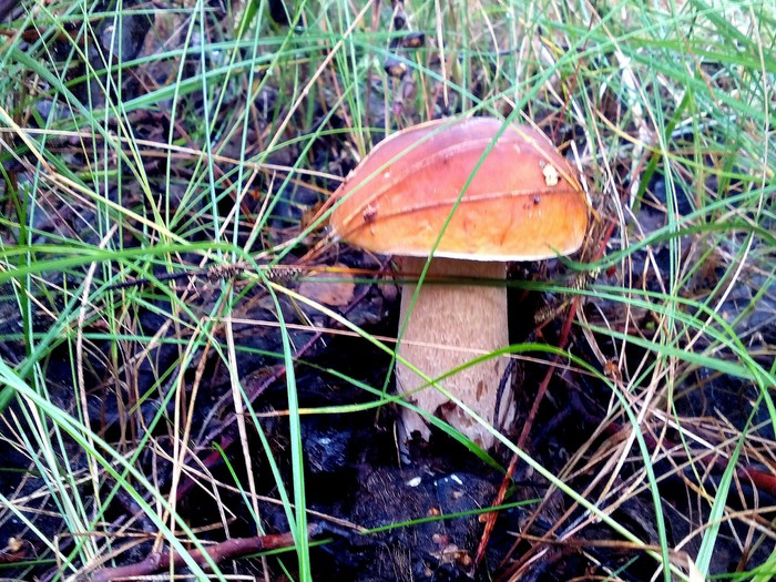 A few more mushrooms in your feed) - My, Longpost, Nature, Mushrooms, Silent hunt