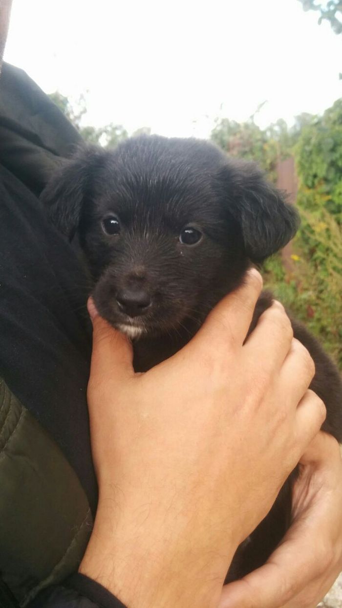 Puppies need an owner. - My, , Moscow, Longpost, Dog, In good hands, Help, Helping animals
