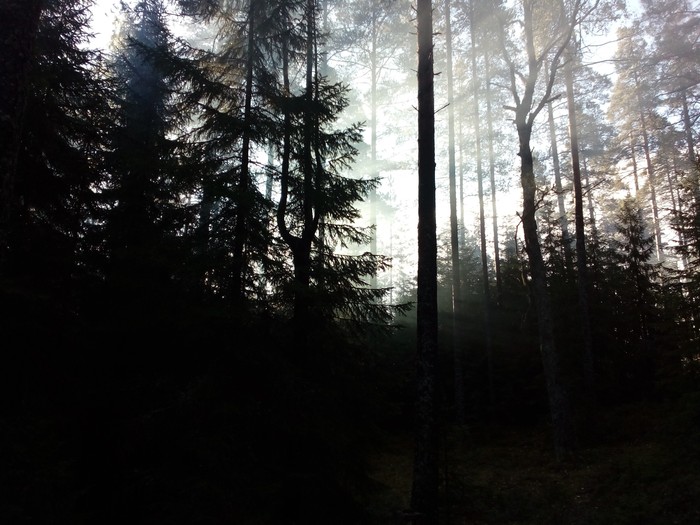 Morning in the forest - Longpost, How does the morning begin?, Leningrad region, My, Forest, The photo