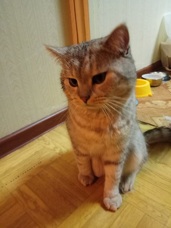 The cat is looking for a home (Moscow) - cat, Looking for a home, In good hands, Help, Moscow, Longpost, Helping animals