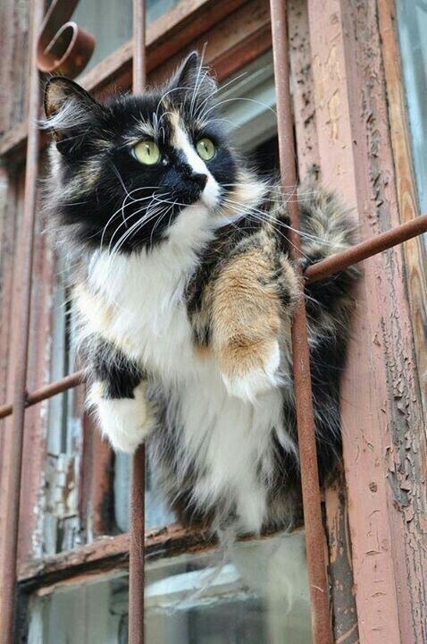 A young cat sits behind bars - cat, Prisoners, Atputi