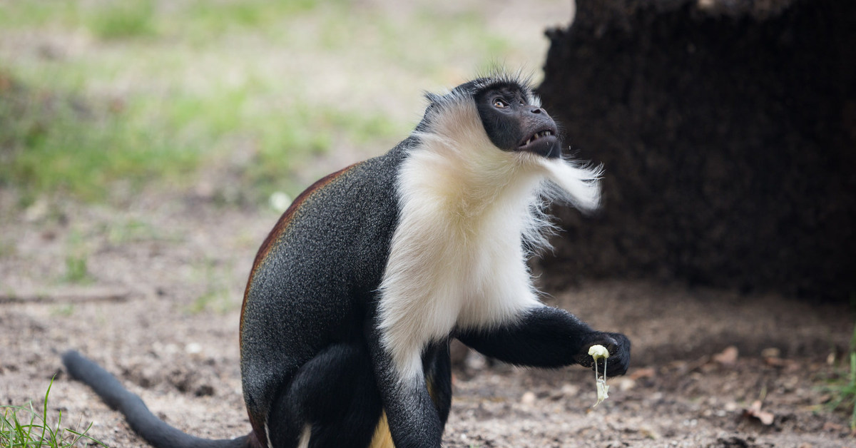 Редко. Роловейская мартышка. Cercopithecus Dryas. Роловейская мартышка фото. Самые редкие обезьяны.