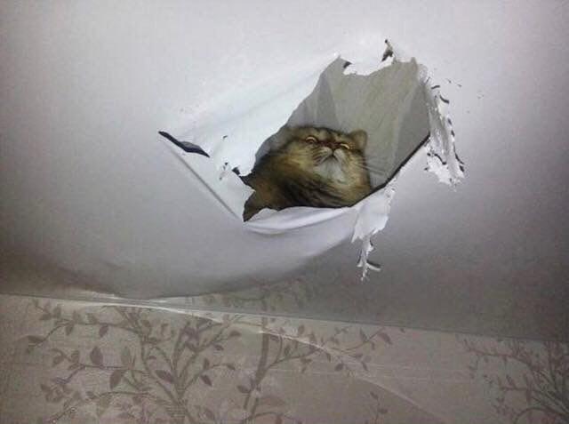 supreme patron - cat, Stretch ceiling, Arrogance