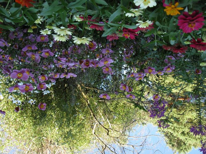 Вверх тормашками, вниз ромашками