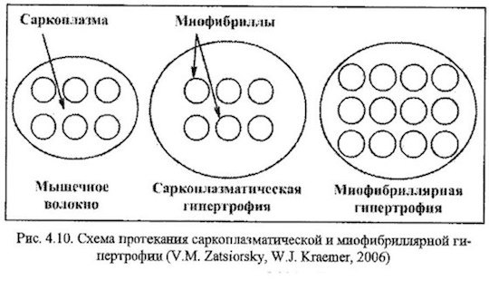 За счет чего растут мышцы