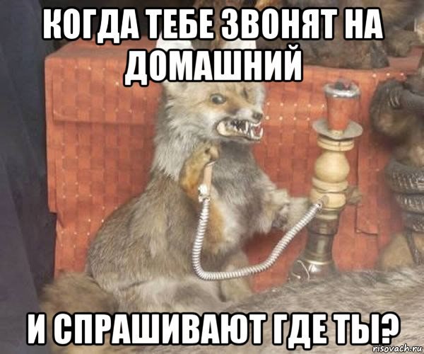 Когда тебе звонят на домашний... | Пикабу
