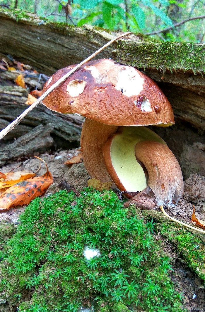 �� �����, �����, � ���� ���� ��������