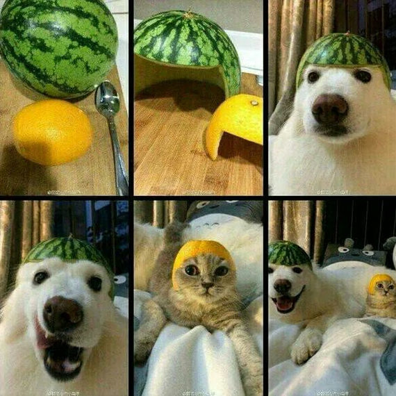 When armor looks funny but has better stats - Animals, cat, Dog, Lemon, Watermelon