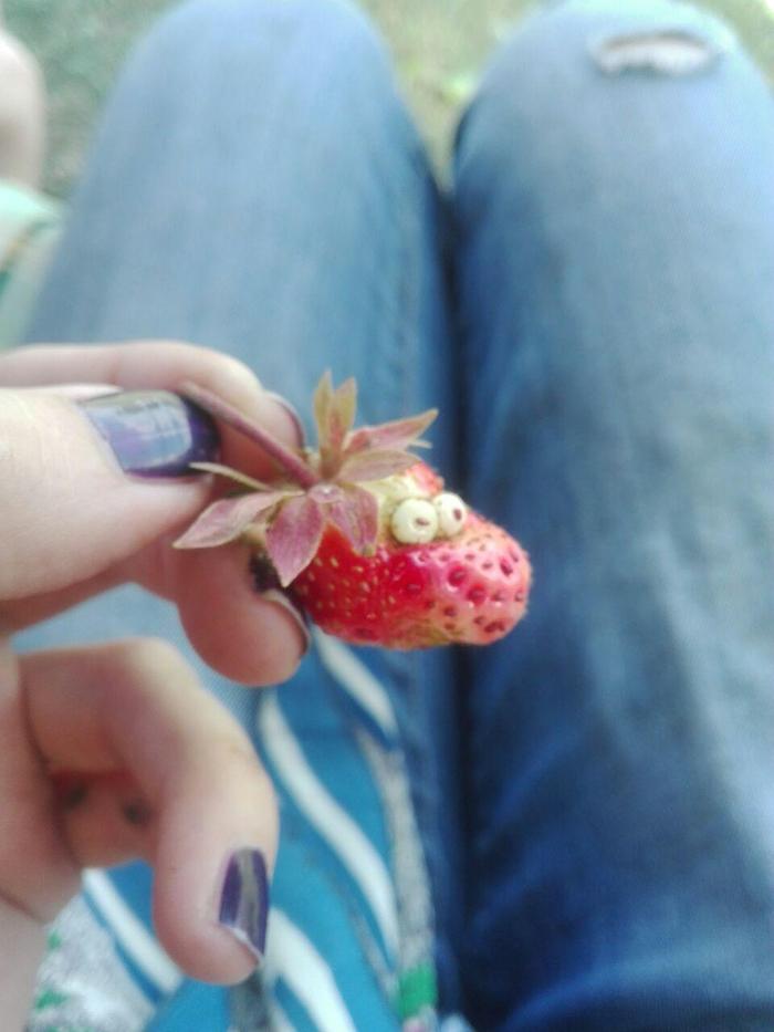 Strawberry lovers in the traditional sense of the word :) - My, Berries, Harvest, Strawberry, Strawberry (plant)