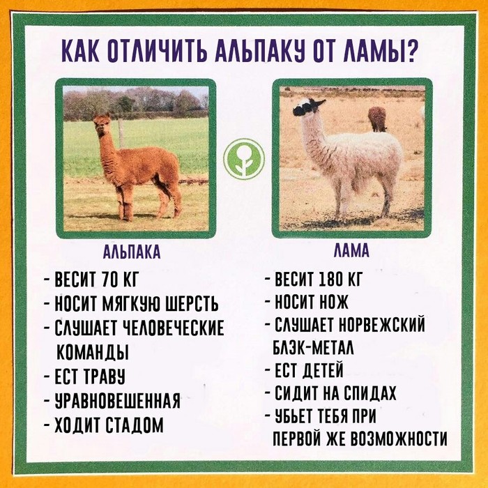 on a note - Llama, Alpaca, Differences