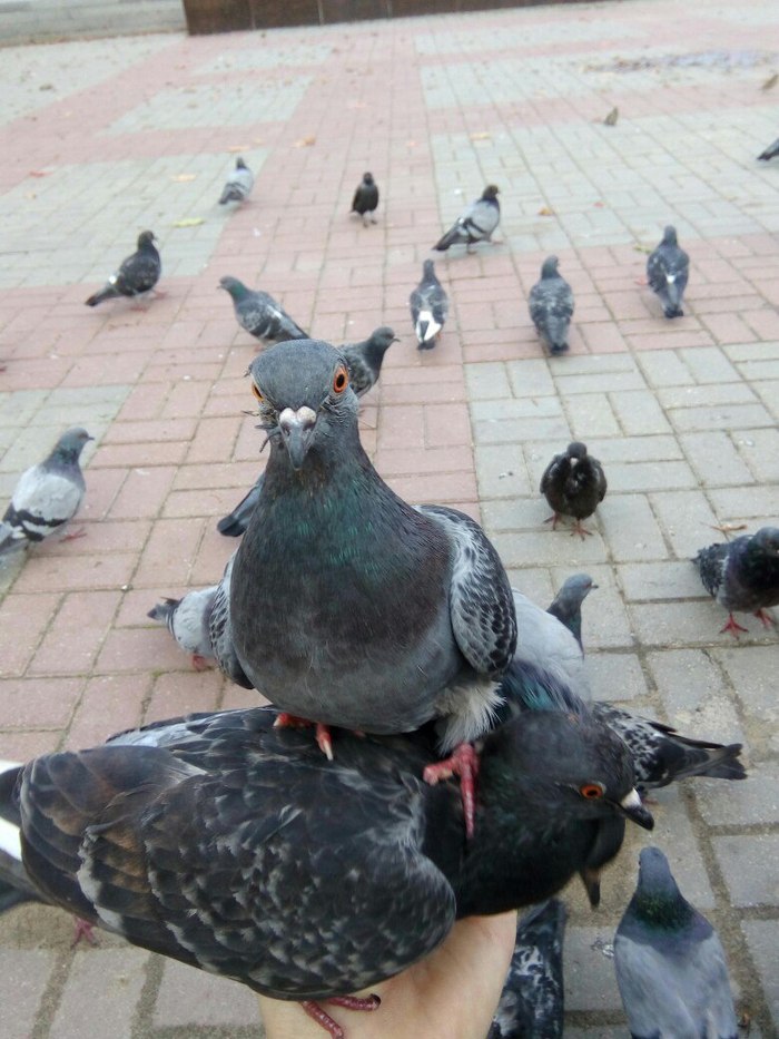 ���������, ��������, ������.