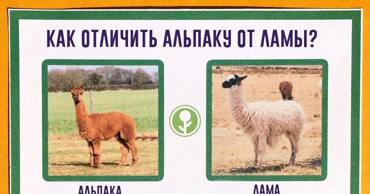 Лама и альпака чем отличаются