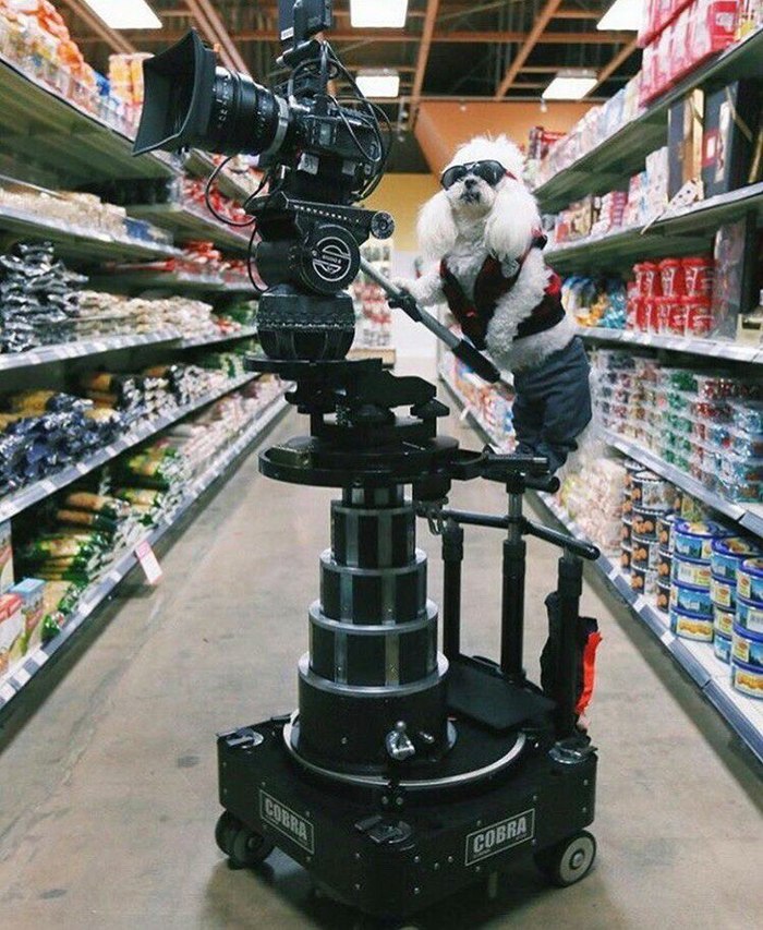 Cinematographer, Uncle Dog - Dog, Filming, Cinema, Boss