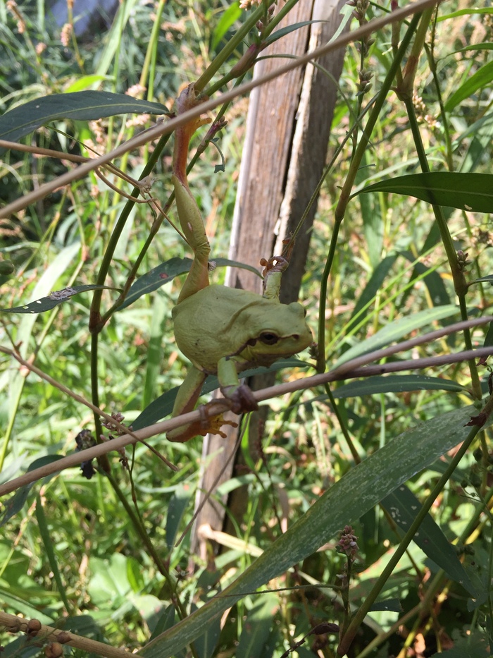 Here's a frog for you - My, Frogs, Nature