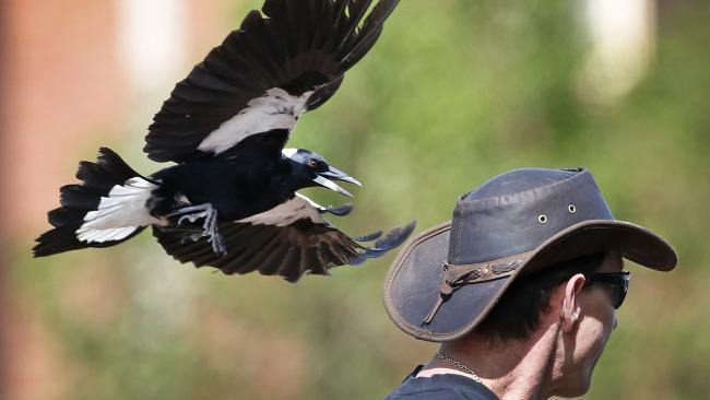 Watch out, magpies! - Australia, Ecology, Birds, Attack, Ecosphere, Magpie, Longpost, Video