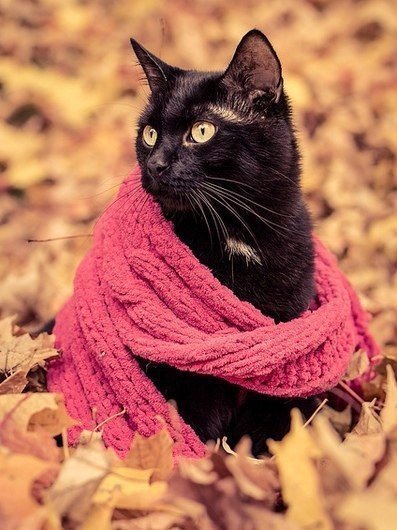 Autumn mood post... - cat, Autumn, Autumn mood, Milota, Longpost