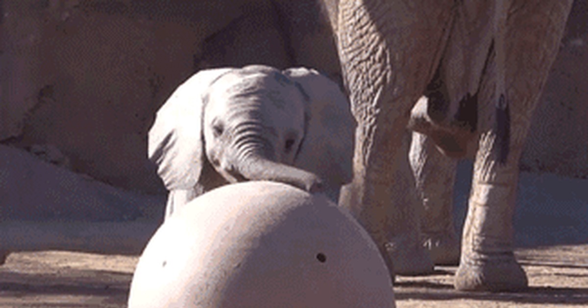 Elephant ball. Слон прикольные гифки. Слон на шаре гиф. Слон с шариками gif. Слон бивень гиф прикол.