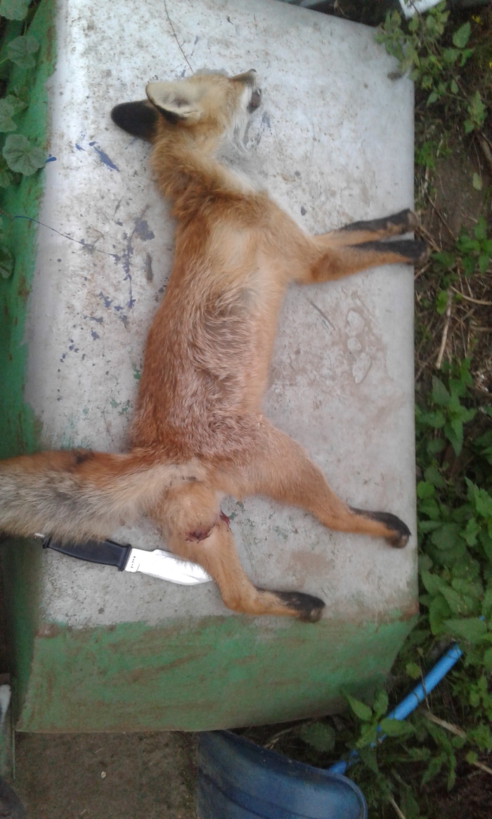 Fox, skin, carcass. An inevitable need. - My, , Hunting, Fox, Skin, Longpost, Inevitability