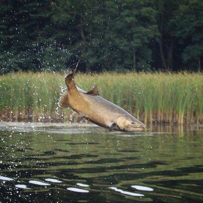 Beauty) - Nature, A fish