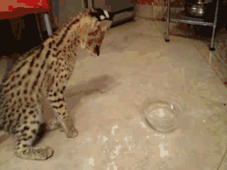 Serval sees water for the first time - My, cat, Serval, , Something new, GIF, Exotarium